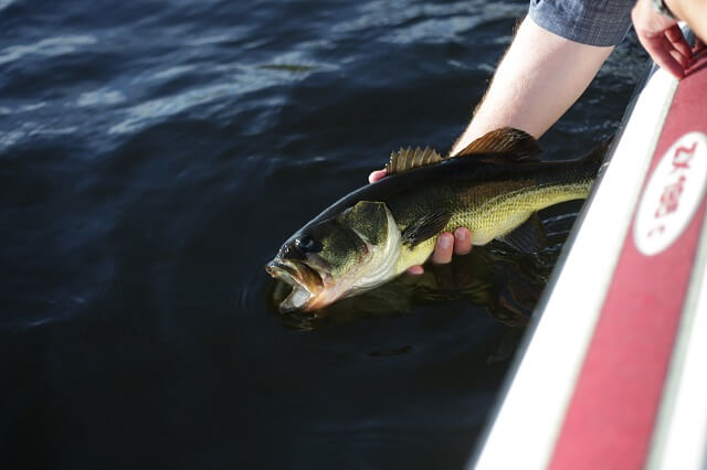 fall bass fishing tips