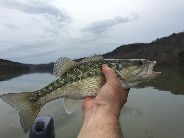 Baitcaster good for bass fishing