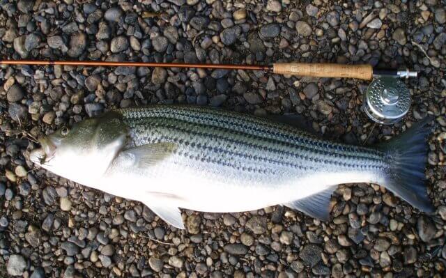 How do I catch a striped bass