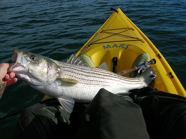Striped Bass Fishing: The Ultimate FAQ Guide